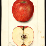 Salome photo credits: USDA Pomological Watercolor Collection Salome