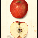 Salome photo credits: USDA Pomological Watercolor Collection Salome