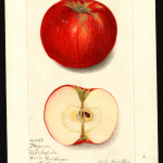 Wagener photo credits: USDA Pomological Watercolor Collection Wagener