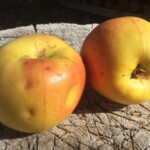 Winter Banana Winter Banana