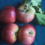 Wolf River photo credits: MORP Wolf River