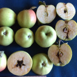 Yellow Bellflower photo credits: MORP Yellow Bellflower