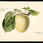 Yellow Transparent photo credits: USDA Pomological Watercolor Collection Yellow Transparent