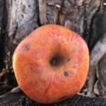 Colorado Orange photo of Colorado Orange apple
