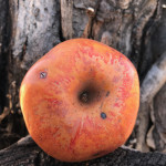 Colorado Orange photo of Colorado Orange apple