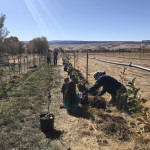 Orchard Establishment Orchard Establishment