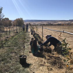 Orchard Establishment Orchard Establishment