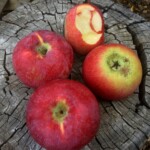 Canadian Strawberry Canadian Strawberry