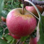 Chisel Jersey Chisel Jersey