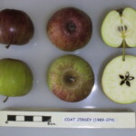 Coat Jersey Coat Jersey