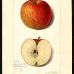 Coopers Market photo credits: USDA Pomological Watercolor Collection Coopers Market