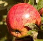 Ellis Bitter Ellis Bitter