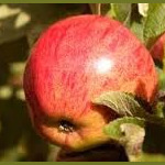 Ellis Bitter Ellis Bitter