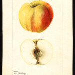 Fall Jenneting - photo credits: USDA Pomological Watercolor Collection Fall Jenneting