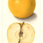 Fall Pippin Fall Pippin