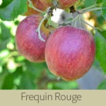 Frequin Rouge Frequin Rouge