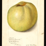 Gloria Mundi Gloria Mundi