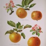 Golden Harvey Golden Harvey