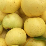 Grimes Golden photo of Grimes Golden apple