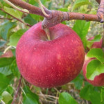 Hunt Russet Hunt Russet