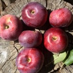 Blue Pearmain Blue Pearmain