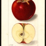 King David King David