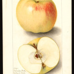 McMahon White McMahon White