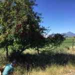 N Road Red N Road Red