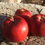 Noland Winter Honey Noland Winter Honey