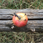 Northern Spy Northern Spy