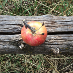 Northern Spy Northern Spy