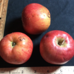 Red Sheriff Red Sheriff