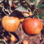 Ribston Pippin Ribston Pippin