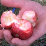 Sweet Tart Sweet Tart