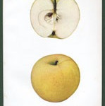 Tolman Sweet Tolman Sweet