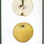 Tolman Sweet Tolman Sweet