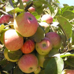 Tremlett's Bitter Tremlett's Bitter