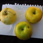 unknown, Mocha Group unknown, Mocha Group