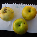 unknown, Mocha Group unknown, Mocha Group