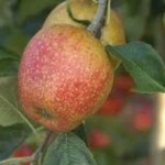 Adams Pearmain Adams Pearmain