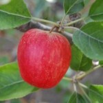 Allington Pippin Allington Pippin