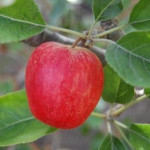 Allington Pippin Allington Pippin