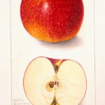 American Beauty American Beauty