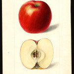 Arkansas Beauty Arkansas Beauty