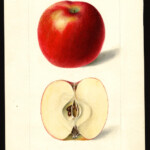 Arkansas Beauty Arkansas Beauty