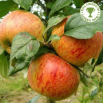 Blenheim Orange Blenheim Orange