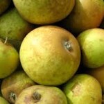 Brown Snout Brown Snout