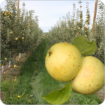 Bulmers Norman Bulmers Norman