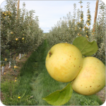 Bulmers Norman Bulmers Norman