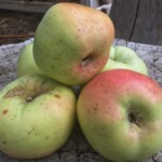 Calville Blanc d Hiver